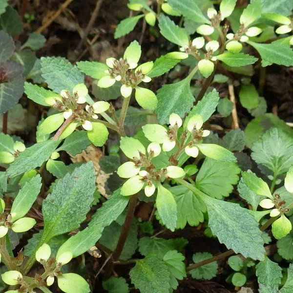 ヨゴレネコノメソウ