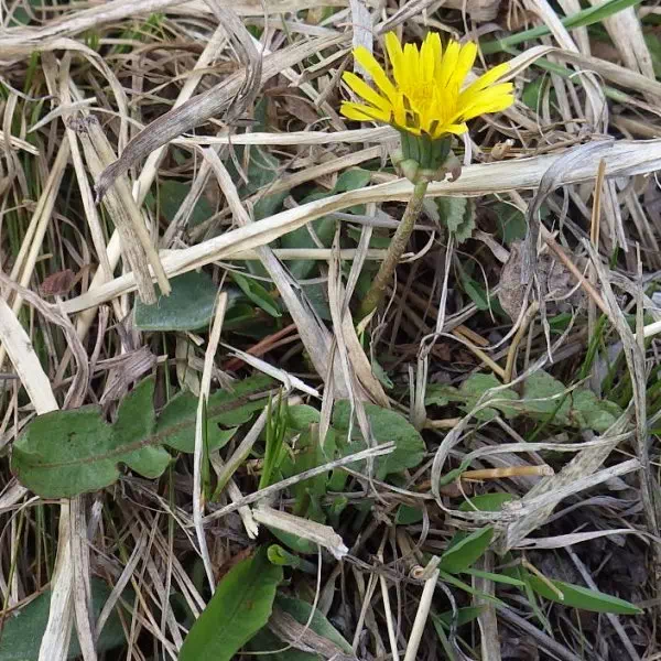 カントウタンポポ