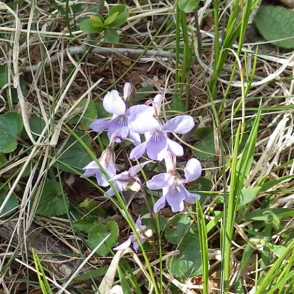 タチツボスミレ