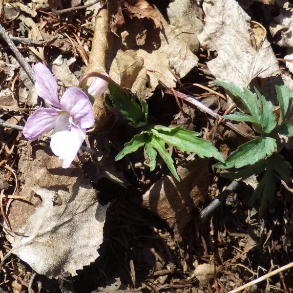 エイザンスミレ