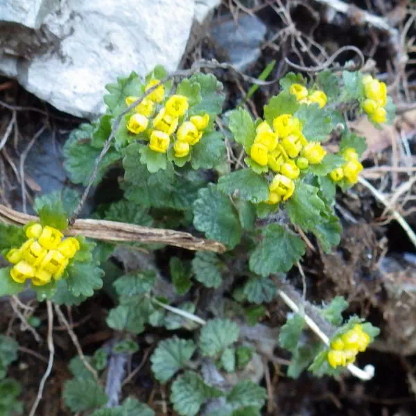 コガネネコネメソウ