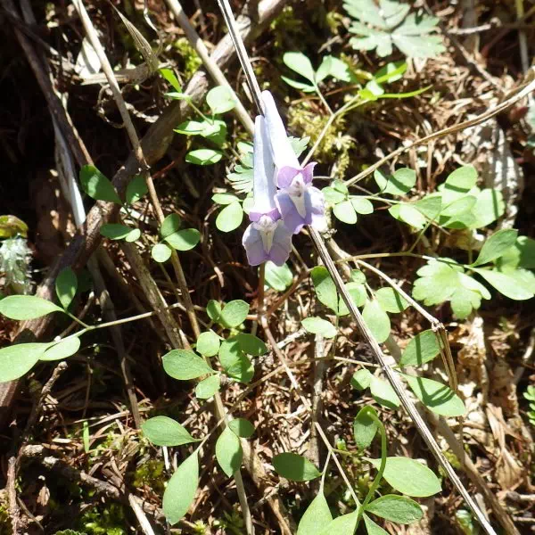 ヤマエンゴサク