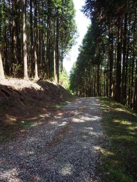 林道歩き