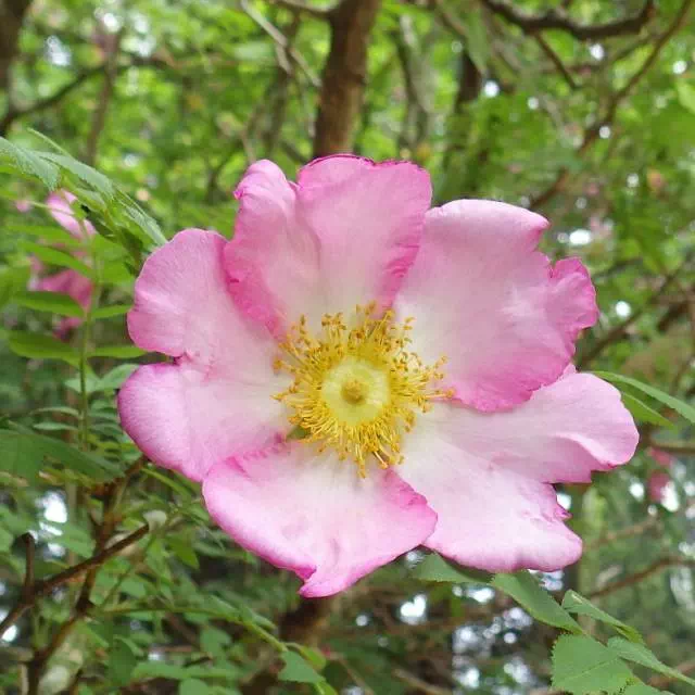 サンショウバラ