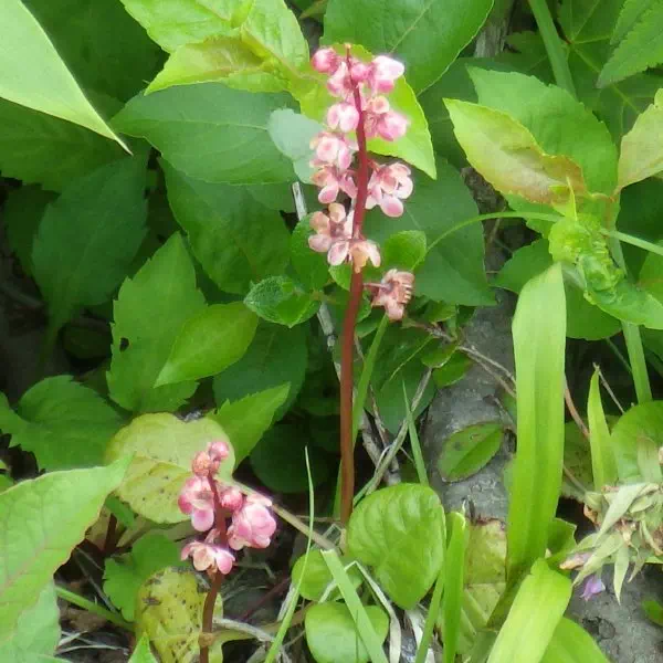 ベニバナイチヤクソウ