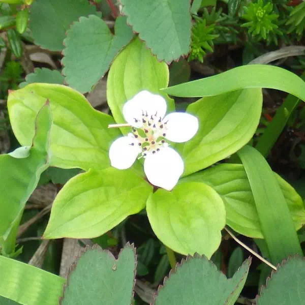 ゴゼンタチバナ