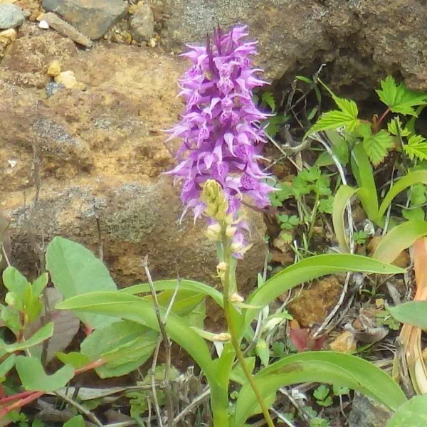 ハクサンチドリ