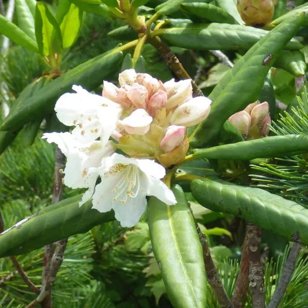 ハクサンシャクナゲ