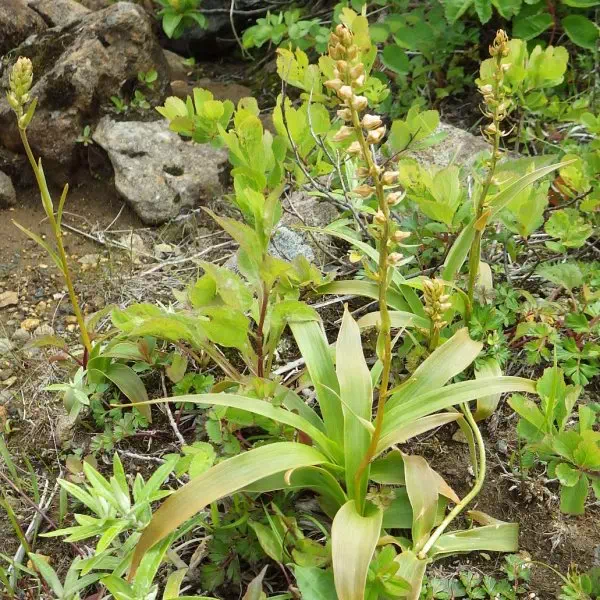 ネバリノギラン