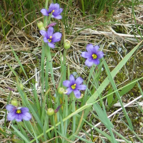 ニワセキショウ