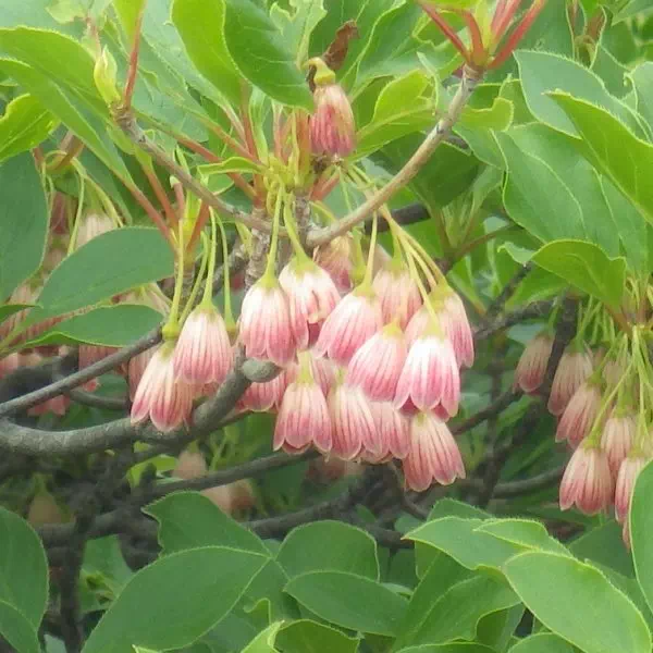 サラサドウダン