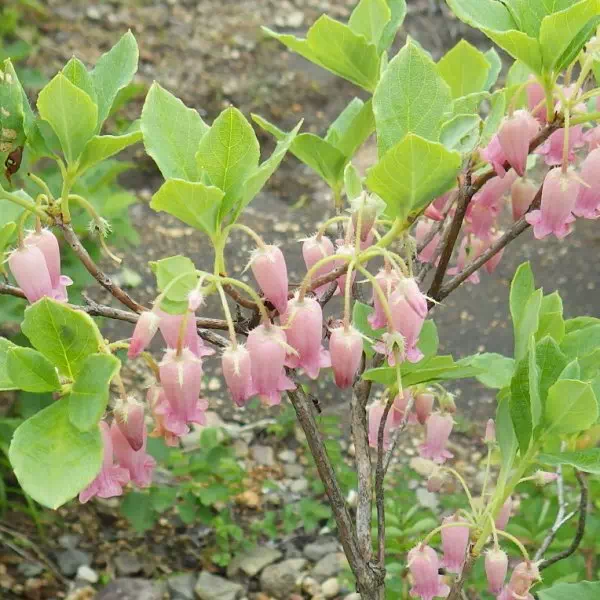 ウラジロヨウラク