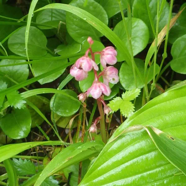 ベニバナイチヤクソウ