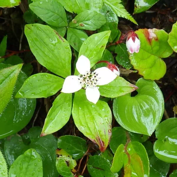 ゴゼンタチバナ