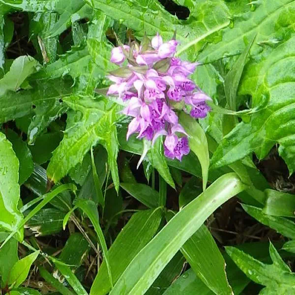 ハクサンチドリ