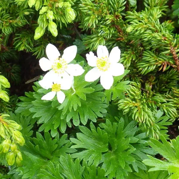 ハクサンイチゲ