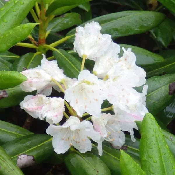 ハクサンシャクナゲ