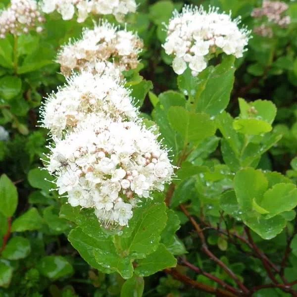 マルバシモツケ