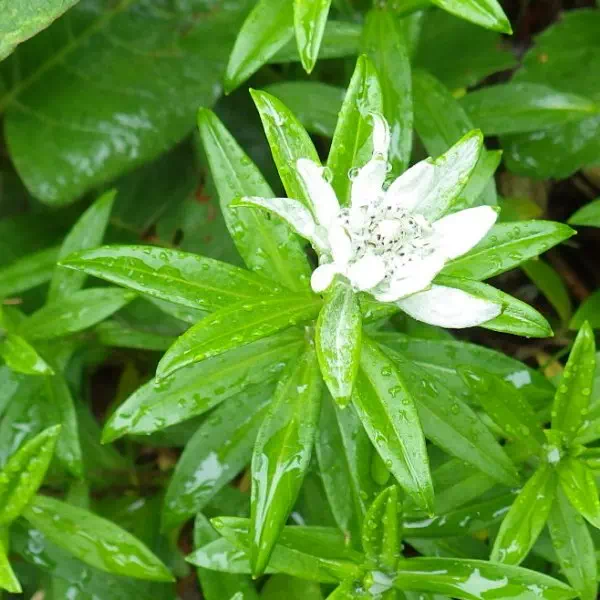 ミネウスユキソウ