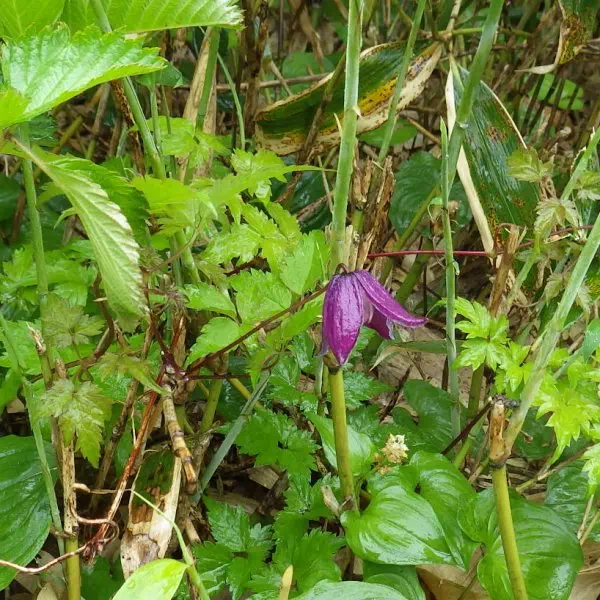 ミヤマハンショウヅル