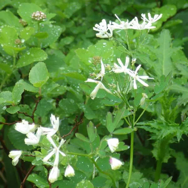 ミヤマカラマツ