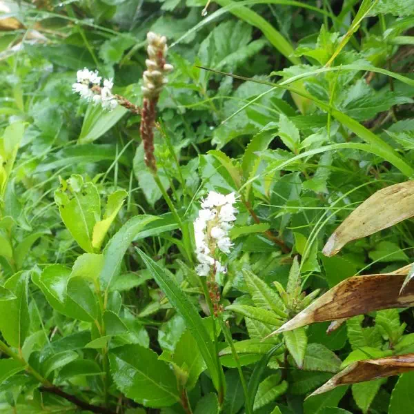 ムカゴトラノオ