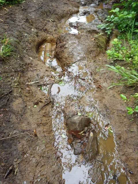 ぬかるみ