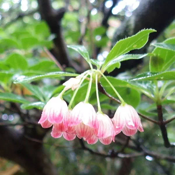 サラサドウダン