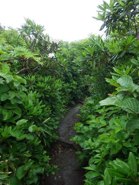 シャクナゲの道