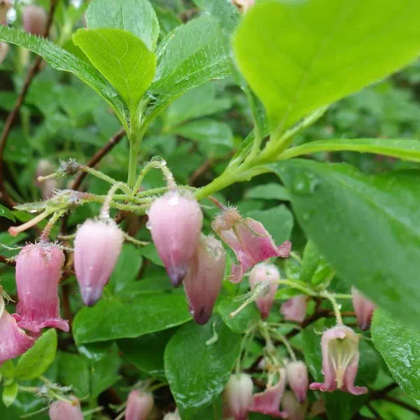 ウラジロヨウラク