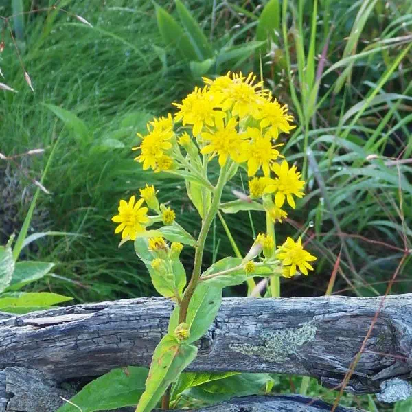 アキノキリンソウ