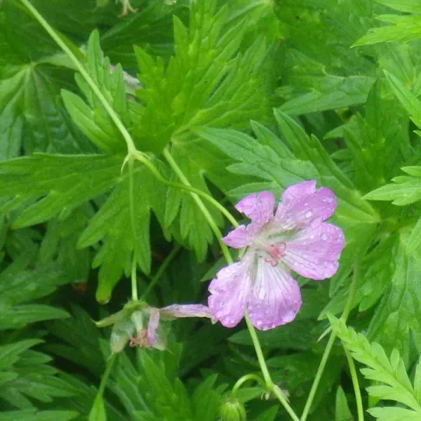 ハクサンフウロ ハクサンフウロ