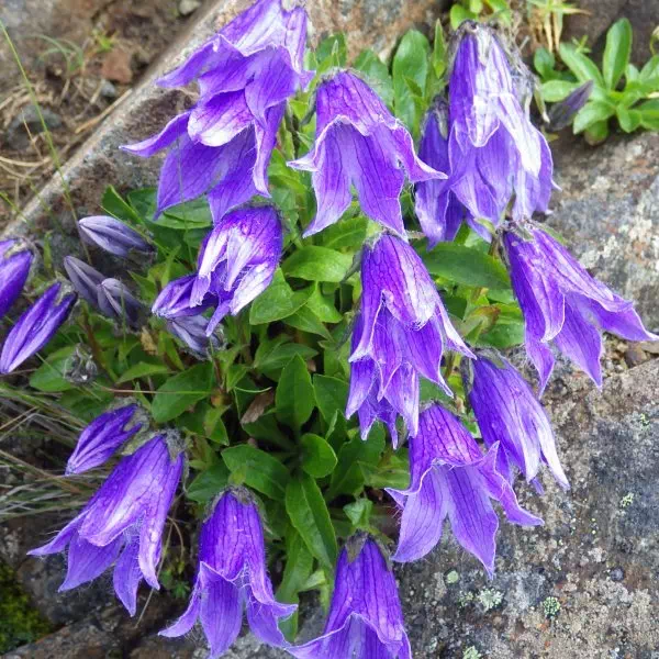 イワギキョウ イワギキョウ