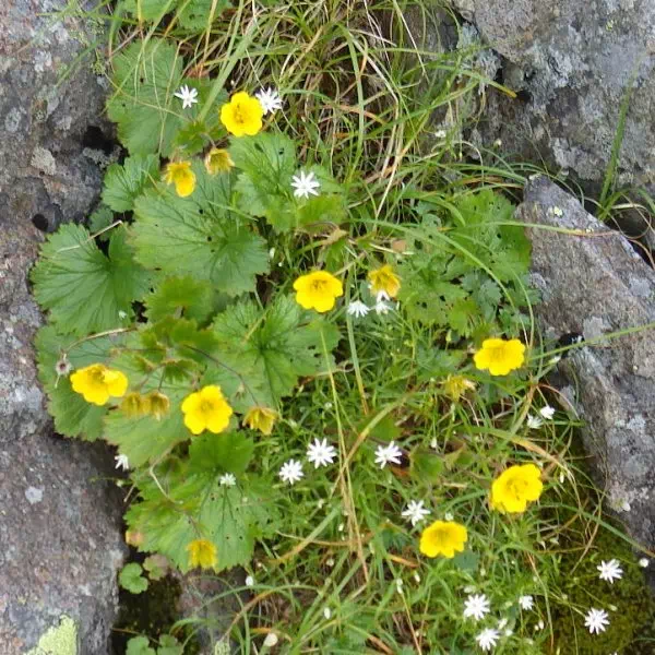 ミヤマダイコンソウ ミヤマダイコンソウ