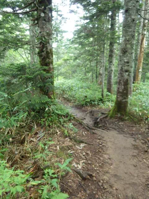 オオシラビソ森 オオシラビソ森