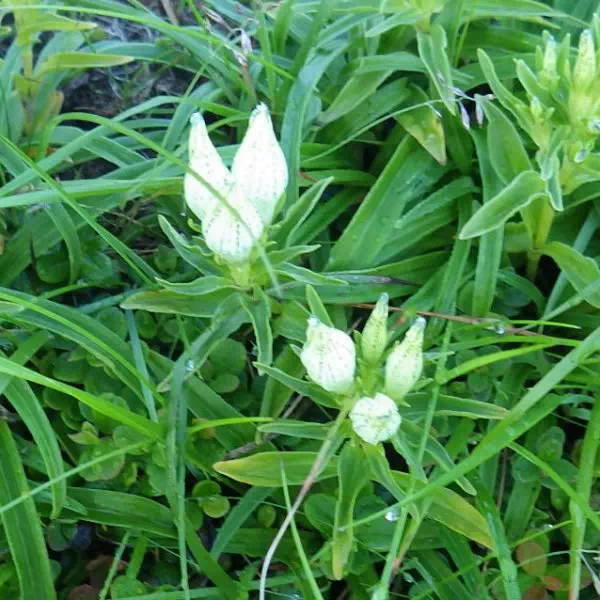 トウヤクリンドウ