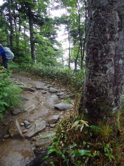 登山道 登山道