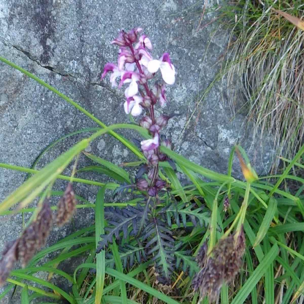 ヨツバシオガマ ヨツバシオガマ