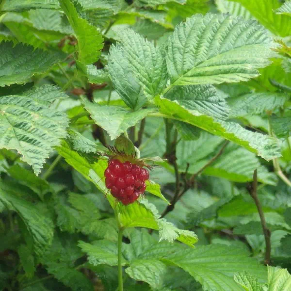 ベニバナイチゴ