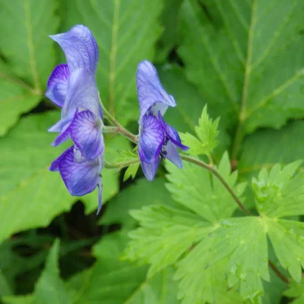 ホソバトリカブト