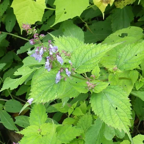 コウシンヤマハッカ