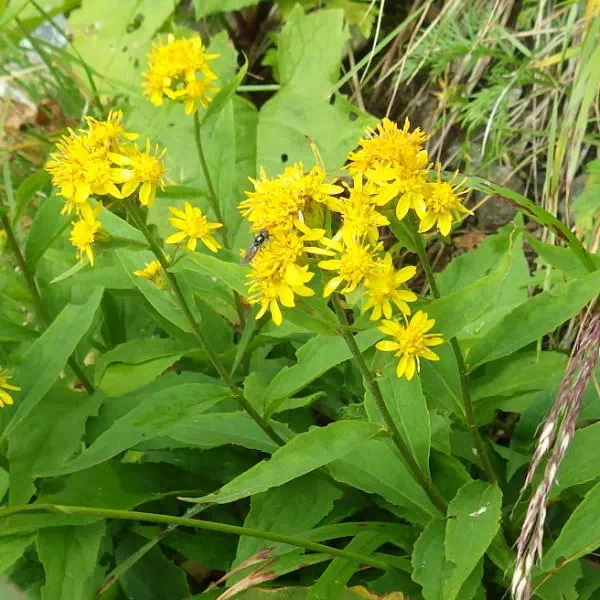 ミヤマアキノキリンソウ