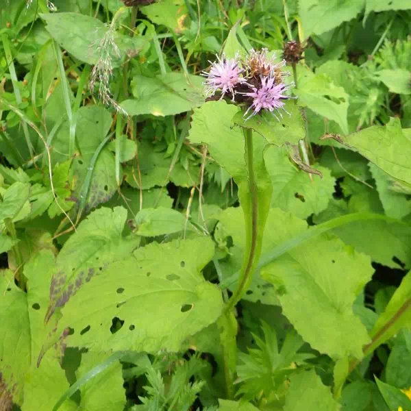 ミヤマヒゴタイ