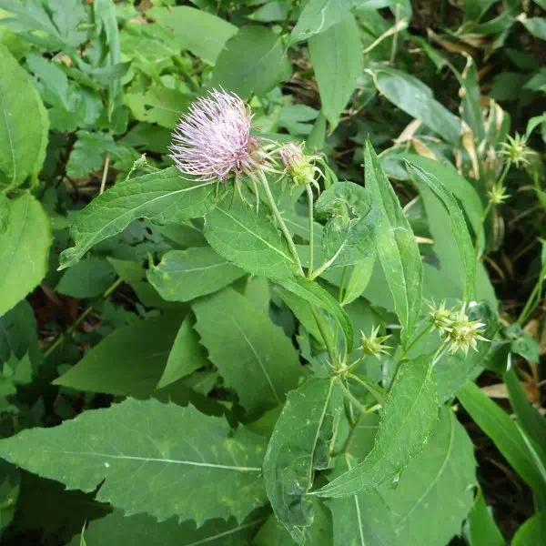 ノリクラアザミ