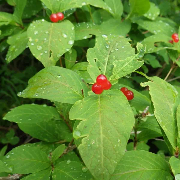 オオヒョウタンボク