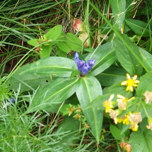 オヤマリンドウ