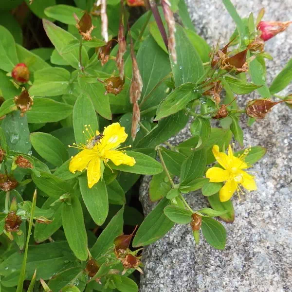 シナノオトギリ