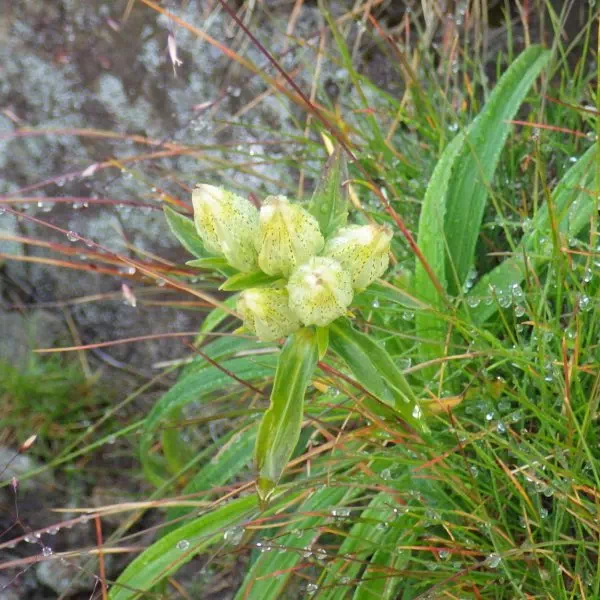 トウヤクリンドウ