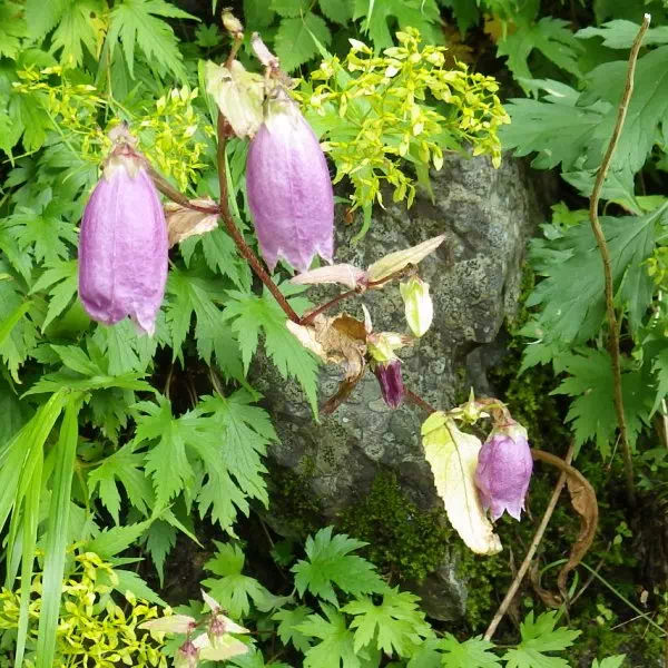 ヤマホタルブクロ