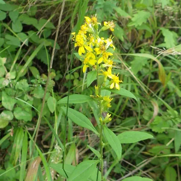 アキノキリンソウ